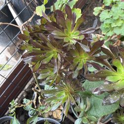 Suculenta