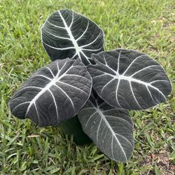 ALOCASIA BLACK VELVET (“6 Pot) Make Big Impression In Small Spaces!!