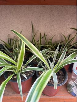 Small Spider plants 2x $5