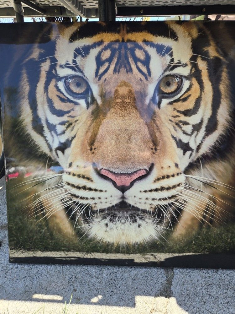 Tiger Canvas