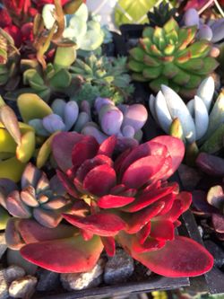 Succulents arrangement
