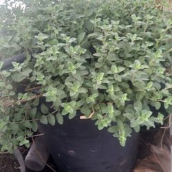 Oregano Condiment And Medicinal Plant