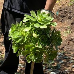 Black Green  Aeonium Rose Zwartkop Rosette Succulents