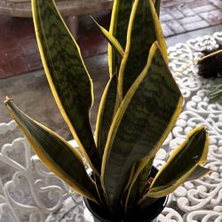 Snake Plant 