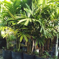 OPEN TODAY!   CHRISTMAS PALM IN 7 GALLONS ABOUT 5' WITH MULTIPLE TRUNK FOR ONLY $30 ONLY A FEW LEFT! 