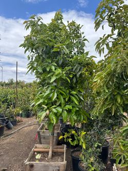 fuerte avocado