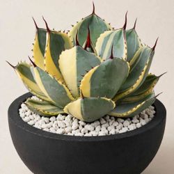 Agave Truncata Paryii Hybrid 