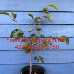 hachiya soft persimmon tree