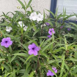 One Dollar Per Rooted Plant. This Does Not Come With A Pot.