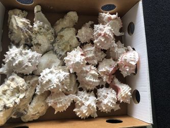 Shells