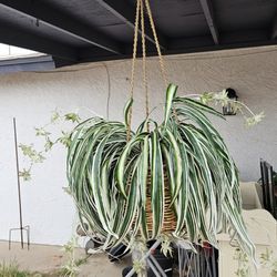 Silk Spider Plant
