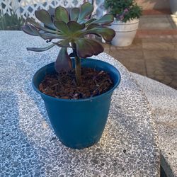 Beautiful Succulent