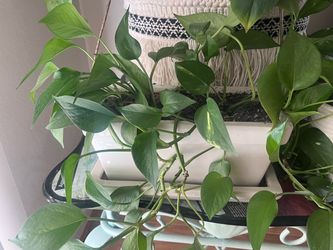 Pothos Houseplant in White Planter