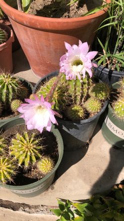 Cacti or Cactus- Echnopsis tubiflora
