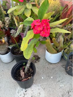 Crown of thorn