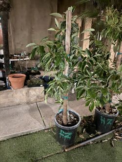 Avocado Tree $125 ($75 Off) If You Pick Up This Week! 