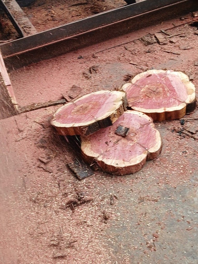 Wood Slices And Slabs And More 