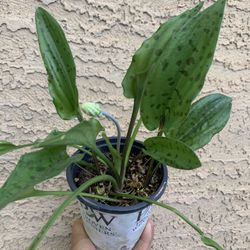 5” Drimiopsis Maculata Variegate Plant 