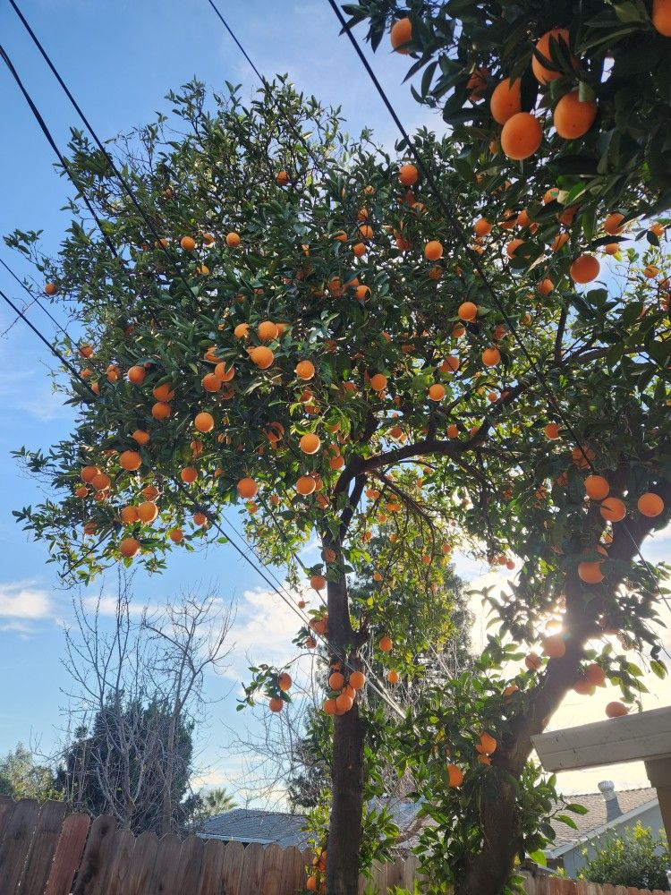 Oranges π  10-$5