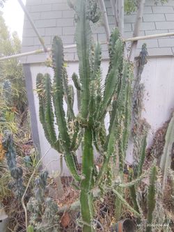 Euphorbia cactus succulent plant