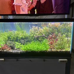 40 Gallon Planted Aquarium Fish tank And Stand