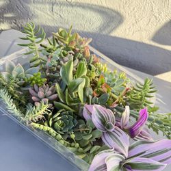 Mixed Varieties Of Succulents In Tray