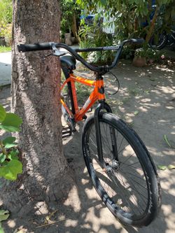 Orange palm