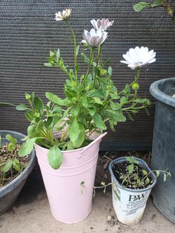 Planta Para Jardín Flor Blanca