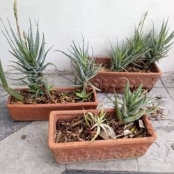 3 BLUE ELF ALOE VERA PLANTS