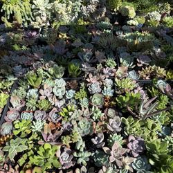 2 Inches Pot Different Varieties Of Succulent $1.80ea