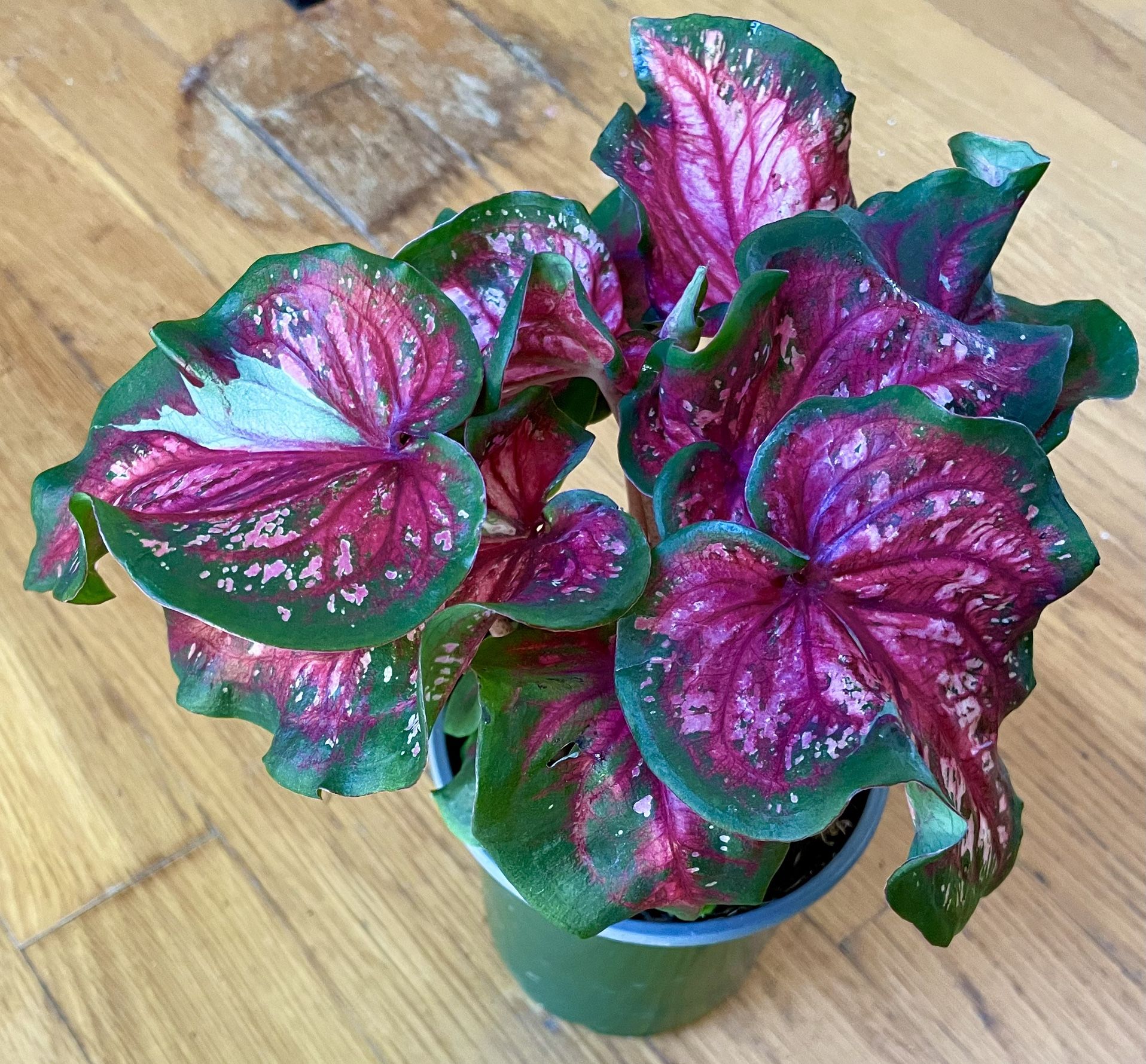 Pink Panther Caladium Plant / Spring Sale / Free Delivery Available 