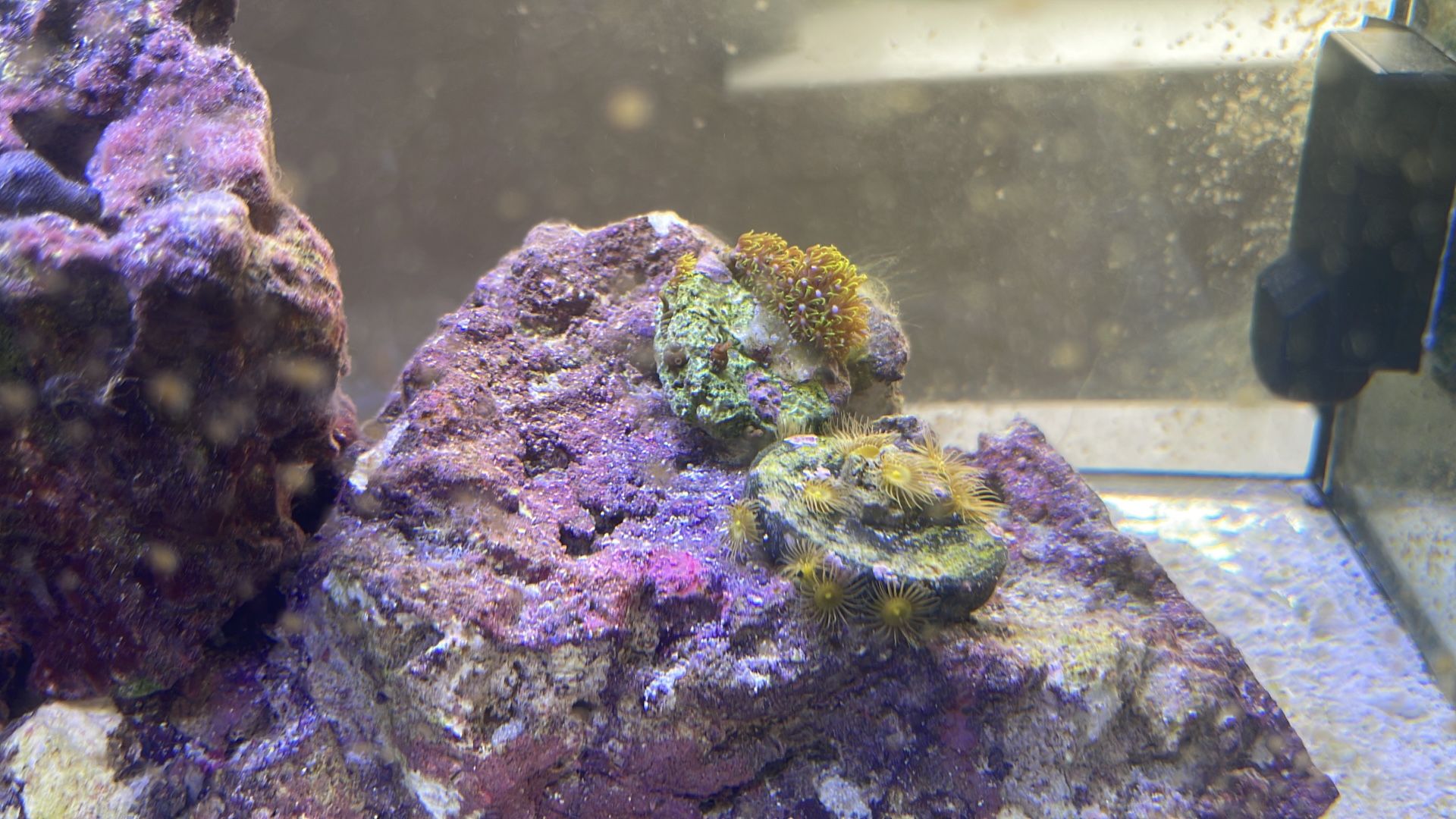 Full Setup Salt Water