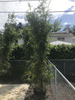 Hedge Bamboo 12-16ft