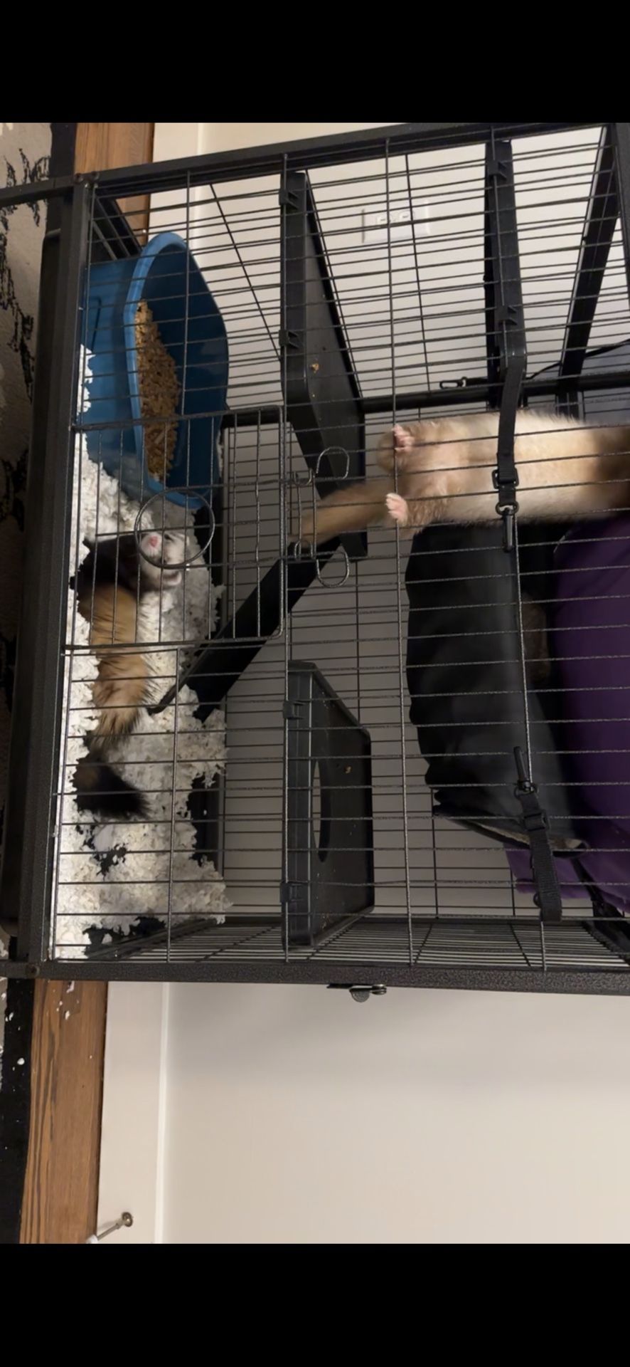 Ferret Cage