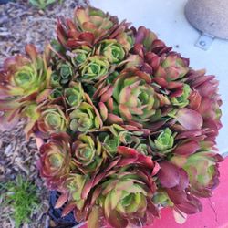 Succulent 