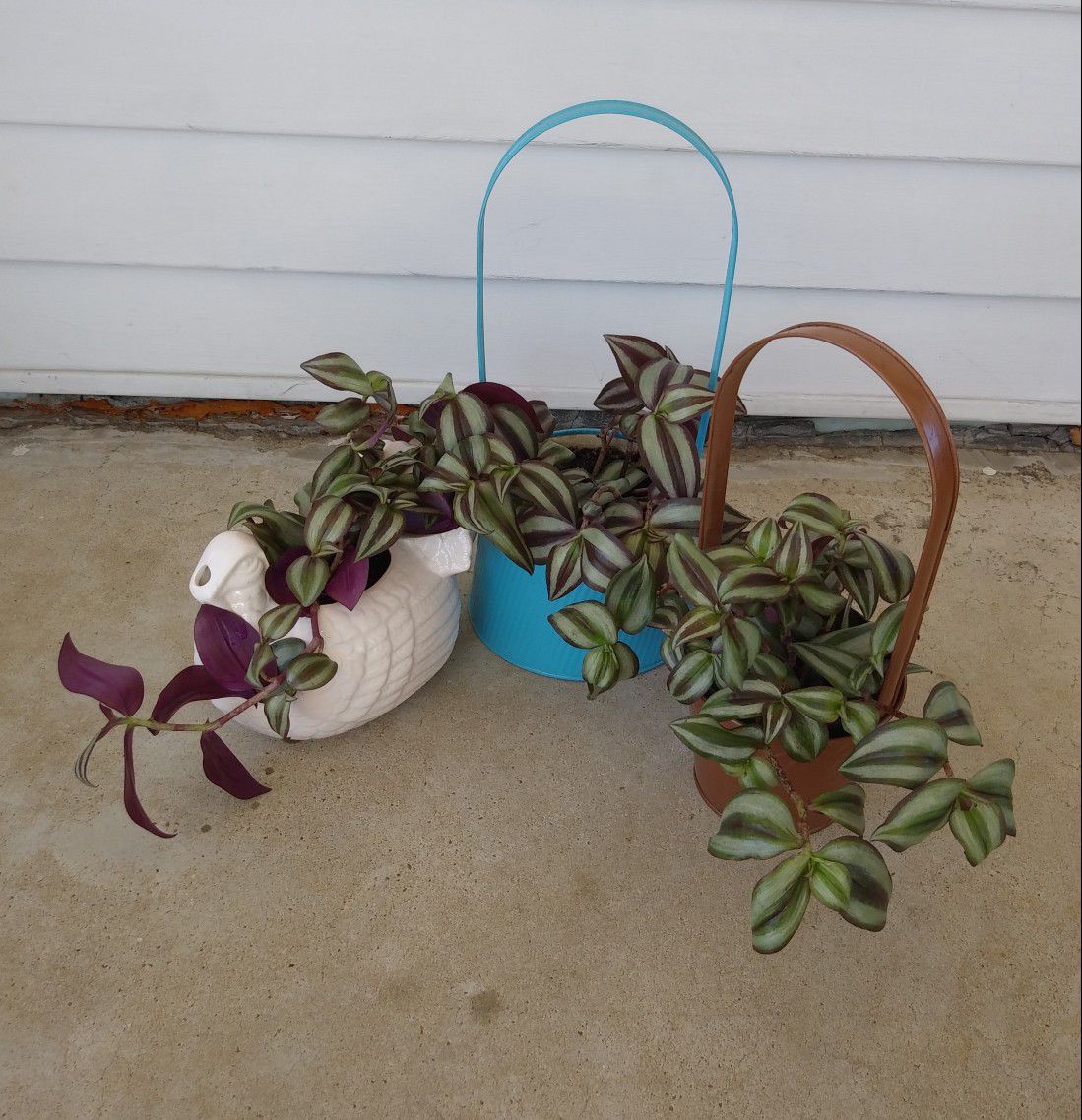 Jew house plants$10-$12 each pot