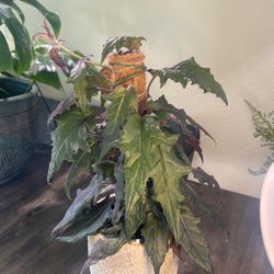 Purple Passion Plant