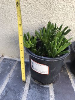 Plant