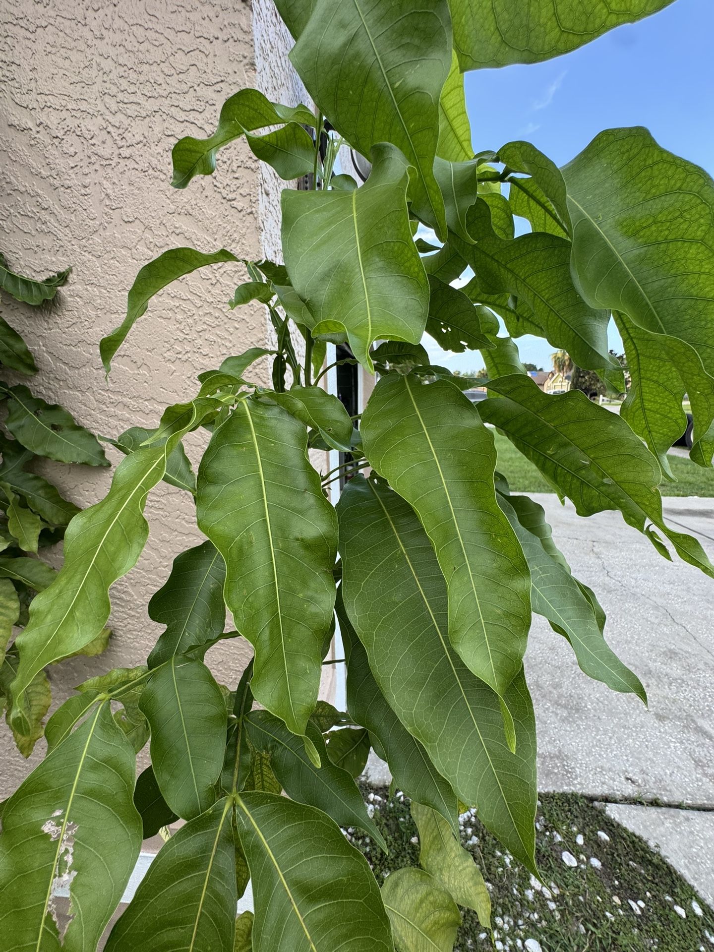 Quenepas Trees Over 6ft