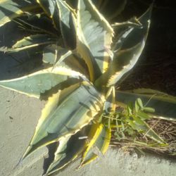 Agave Variegated Century Plant Rooted Small Medium