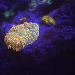 Coral