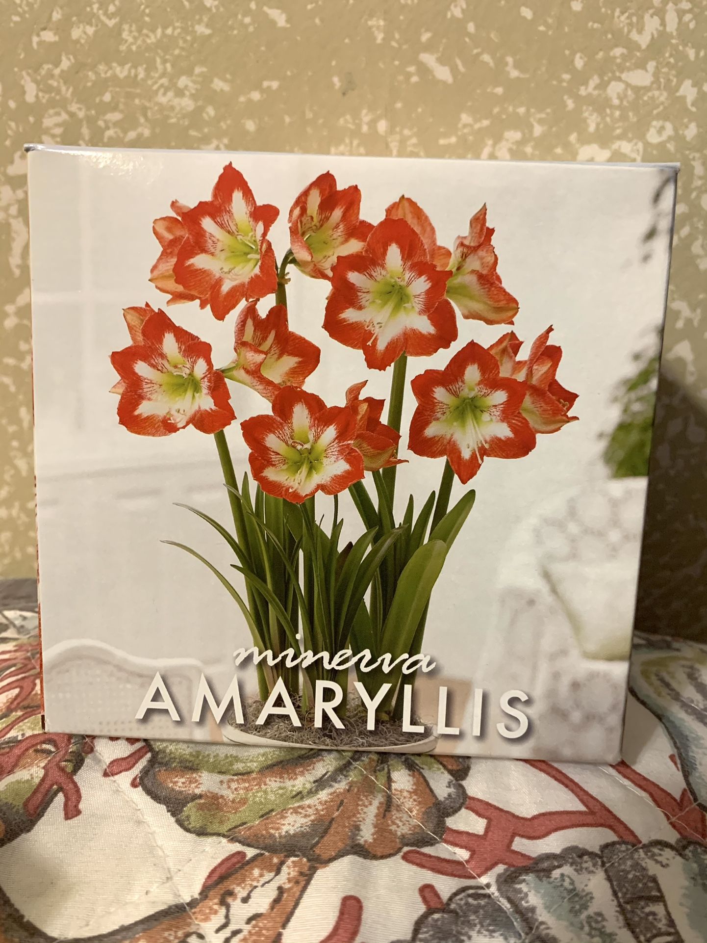 Amaryllis Menerva Indoor Plant