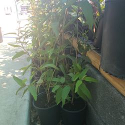 Eucalyptus Tree Lemon 1gallon 2ft Tall 
