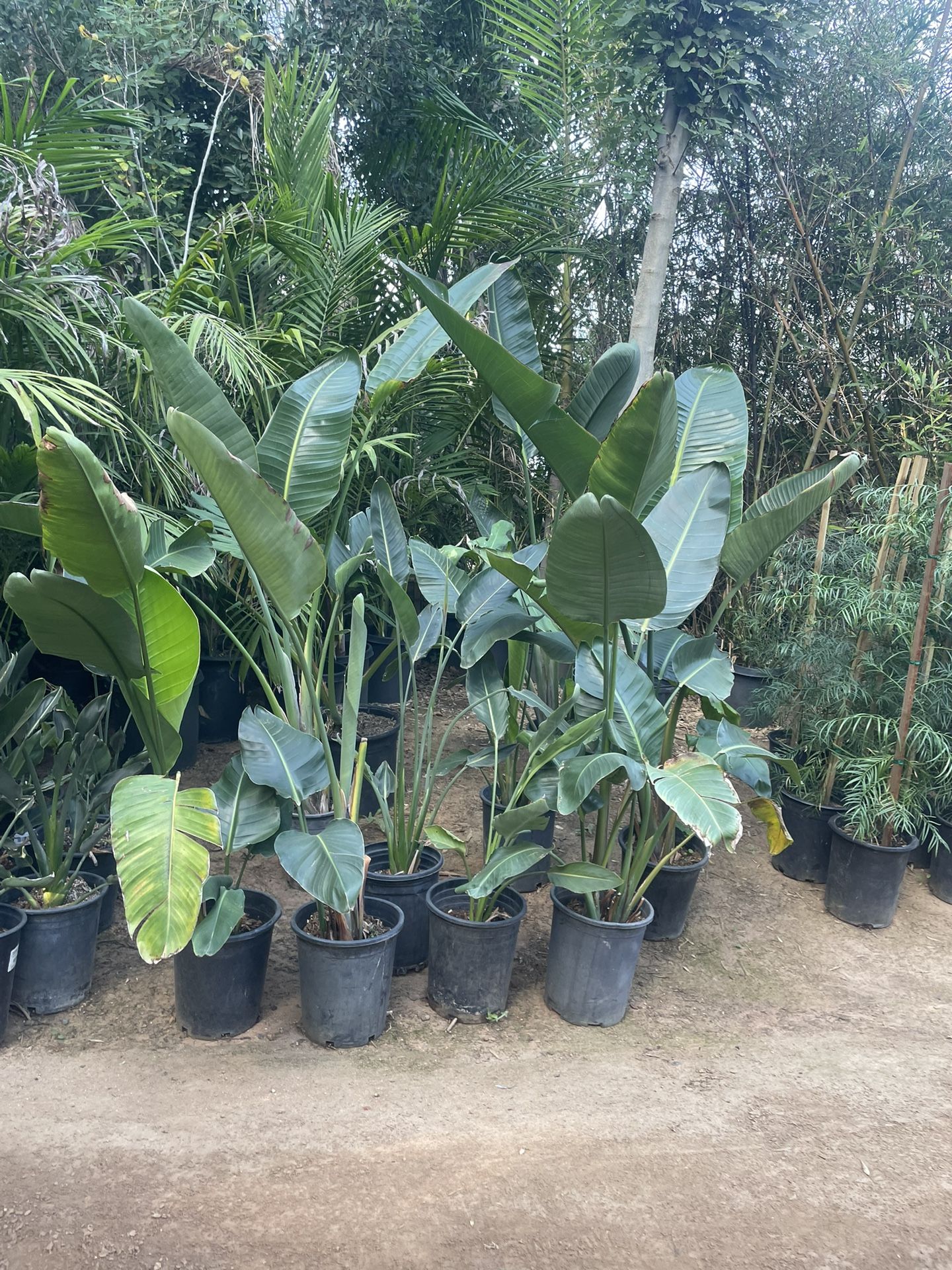 5 Gallon Size- Bird Of Paradise- Hibiscus- Jasmine- Salvia- Ficus- Podocarpus- Rose Bushes- Pine- Honeysuckle