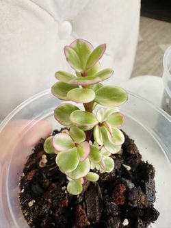 Pink Variegated Elephant Bush (2)