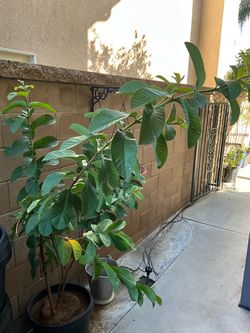 Taiwanese/Asian Guava tree: organically grown; over 6 ft tall.