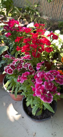 Variety of flowers
