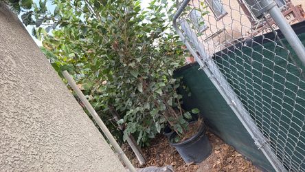 Mulberry tree 25gl pot