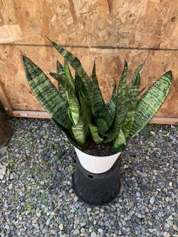 Snake Plant