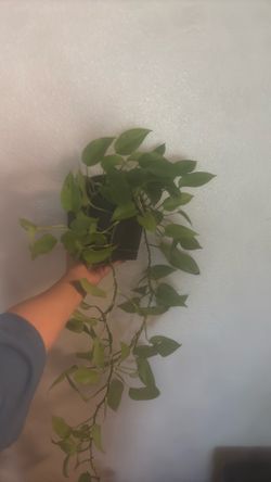 Neon Potho’s Plant